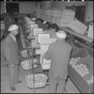 Les Vergers d'Oued-Fodda. Conditionnement des oranges.