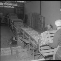 Les Vergers d'Oued-Fodda. Vue générale de la chaîne de conditionnement des oranges.