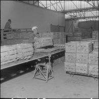 Les Vergers d'Oued-Fodda. Les oranges sont déchargées et vidées dans un grand bac contenant du borax.