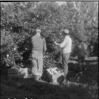 Les Vergers d'Oued-Fodda. La cueillette des oranges.