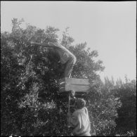 Les Vergers d'Oued-Fodda. La cueillette des oranges.