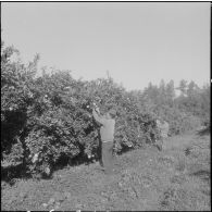 Les Vergers d'Oued-Fodda. La cueillette des oranges.
