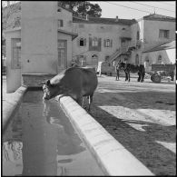 Ferme expérimentale du Kroub. Une vache à l'abreuvoir.