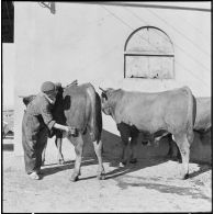 Ferme expérimentale du Kroub. Avant de vendre ces taureaux, le garçon d'écurie les brosse.