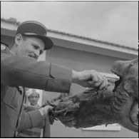 Algérie. Des militaires fêtent l'aïd el-séghir. Le méchoui.