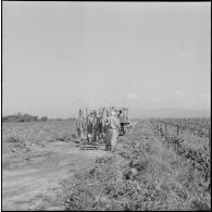 Région d'Alger. La vie dans les champs. Traitement phytosanitaire des champs.