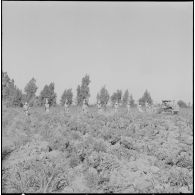 Région d'Alger. La vie dans les champs. Traitement phytosanitaire des champs.