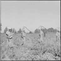 Région d'Alger. La vie dans les champs. Traitement phytosanitaire des champs.
