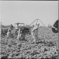 Région d'Alger. La vie dans les champs. Traitement phytosanitaire des champs.