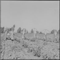 Région d'Alger. La vie dans les champs. Traitement phytosanitaire des champs.