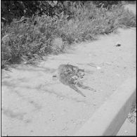 Alger. Quartier des Tagarins. Explosion d'un camion-citerne. Cadavre d'un chat.