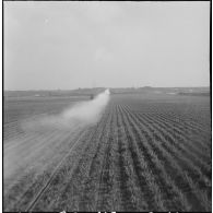 La Reghaïa. Pulvérisation de l'insecticide DDT (Dichloro-Diphenyl-Trichloroethane). Vue aérienne.