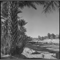 Une palmeraie à Adrar ou à Colomb-Béchar.