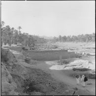 Une palmeraie à Adrar ou à Colomb-Béchar.