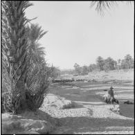 Une palmeraie à Adrar ou à Colomb-Béchar.