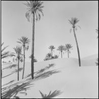 Une palmeraie à Adrar ou à Colomb-Béchar.