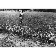 République togolaise, Kolokopé, 1970. IRCT, Institut de Recherche Textiles (coton).