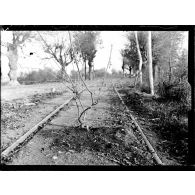 Un caisson de camouflage avec son arbre à Crépy-en-Laonnois. [légende d'origine]