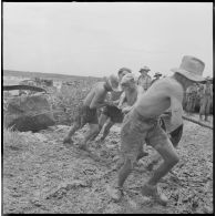 Progression difficile de chenillettes M29C Weasel du 1er régiment étranger d'infanterie (1er REC) dans un terrain marécageux au cours de l'opération Jeanne d'Arc.