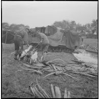 Des légionnaires du 1er Régiment étranger de cavalerie (1er REC) apportent des chèvres près de leur campement, où stationnent des chenillettes amphibies Weasel MC 29.