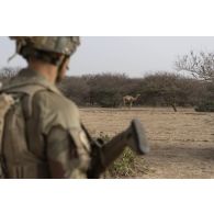 Un marsouin du 3e régiment parachutiste d'infanterie de marine (RPIMa) croise le chemin d'un dromadaire pendant le ratissage d'une zone boisée dans le secteur de Ouallam, au Niger.
