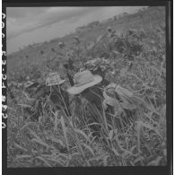Eléments du 13e bataillon vietnamien (BVN) progressant dans de hautes herbes au cours d'une patrouille dans le secteur de de Can Tho. [description provisoire]