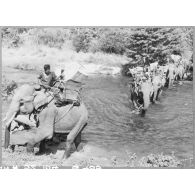 Convoi d'éléphants franchissant une rivière sur les hauts-plateaux montagnards.