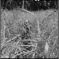 Progression difficile d'éléments du 2e bataillon de chasseurs laotiens à travers les hautes herbes au cours de l'opération Pakha.