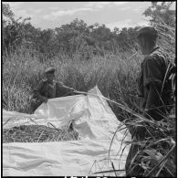 Des chasseurs du 2e bataillon de chasseurs laotiens étendent des bâches au milieu de hautes herbes.