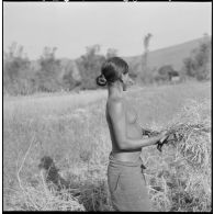 Femme Kha moissonnant.