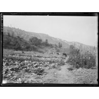 [Illisible]. Jardins allemands derrière les lignes bulgares. [légende d'origine]