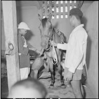 Préparation d'un cheval avant une course hippique avant une course à l'hippodrome de Phu Tho à Saigon.