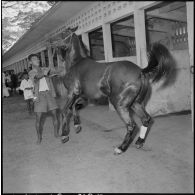 Un cheval nerveux est maîtrisé à l'hippodrome de Phu Tho à Saigon