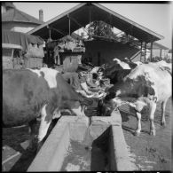 Des marins du Régiment blindé de fusiliers marins (RBFM) nettoient leurs effets au milieu des vaches.