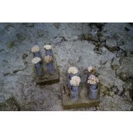 Culture de coraux marins surveillée par le service mixte de surveillance radiologique et biologique de l'homme et de l'environnement (SMSRB) dans les eaux de l'atoll de Moruroa.