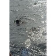 Jean-Jacques de Peretti, ministre de l'Outre-mer, et Marine Jacquemin, journaliste de TF1, lors d'une plongée sous-marine dans les eaux de Moruroa.