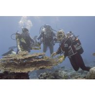 Vue sous-marine pendant la plongée de Jean-Jacques de Peretti, ministre de l'Outre-mer, et de Marine Jacquemin, journaliste de la télévision TF1, dans la zone d'un puits de tir d'expérimentation nucléaire sous lagon. Au premier plan, des coraux.
