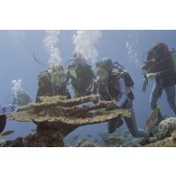 Vue sous-marine pendant la plongée de Jean-Jacques de Peretti, ministre de l'Outre-mer, et de Marine Jacquemin, journaliste de la télévision TF1, dans la zone d'un puits de tir d'expérimentation nucléaire sous lagon. Au premier plan, des coraux.