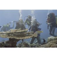 Vue sous-marine pendant la plongée de Jean-Jacques de Peretti, ministre de l'Outre-mer, et de Marine Jacquemin, journaliste de la télévision TF1, dans la zone d'un puits de tir d'expérimentation nucléaire sous lagon. Au premier plan, des coraux.