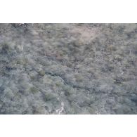 Vue aérienne du platier côté lagon de l'atoll une heure après le troisième tir souterrain Aepytos du 27 octobre 1995 lors de la dernière campagne d'essais nucléaires à Moruroa.