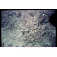 Vue sous-marine dans les eaux polynésiennes de l'océan Pacifique. Poissons Chirurgien et Demoiselle dans les coraux.