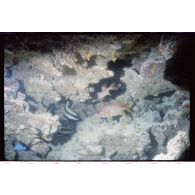 Vue sous-marine dans les eaux polynésiennes de l'océan Pacifique. Poissons Demoiselle dans les coraux.