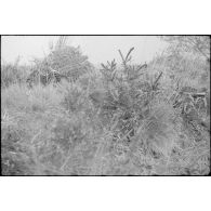 Une mitrailleuse MG-42 camouflée dont on aperçoit que le cache flamme.