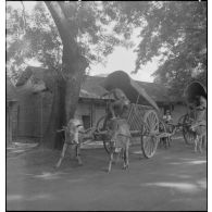 Buffles tractant une charrette, dans une rue de Saigon.