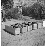 Exhumation de cadavres sur le charnier de Langson.