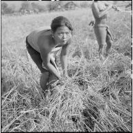 Moisson des champs une femme Lao Theung, dans la région sud-ouest du plateau des Bolovens.