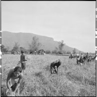 Moisson des champs par des hommes et des femmes Lao Theung dans la région sud-ouest du plateau des Bolovens.
