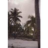 Cocotiers et installations du centre d'expérimentations du Pacifique (CEP) sur l'atoll de Moruroa. Près du poste de commandement de tir (PCT) à Anémone.