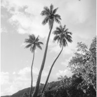 Paysage de Polynésie française, probablement à Tahiti.