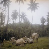 Bovins dans un pré probablement à Tahiti.